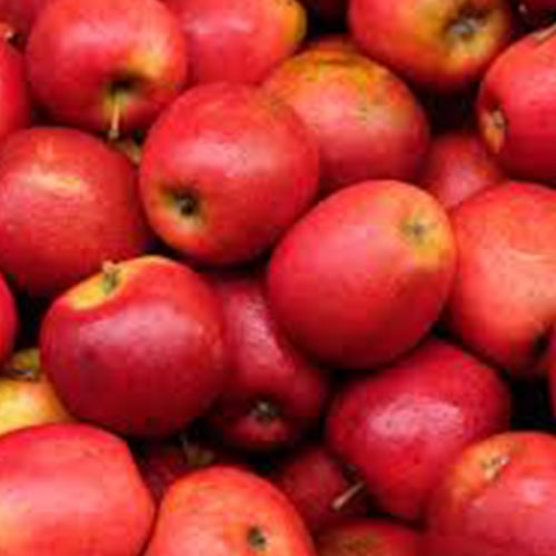 Fresh Organic Apples